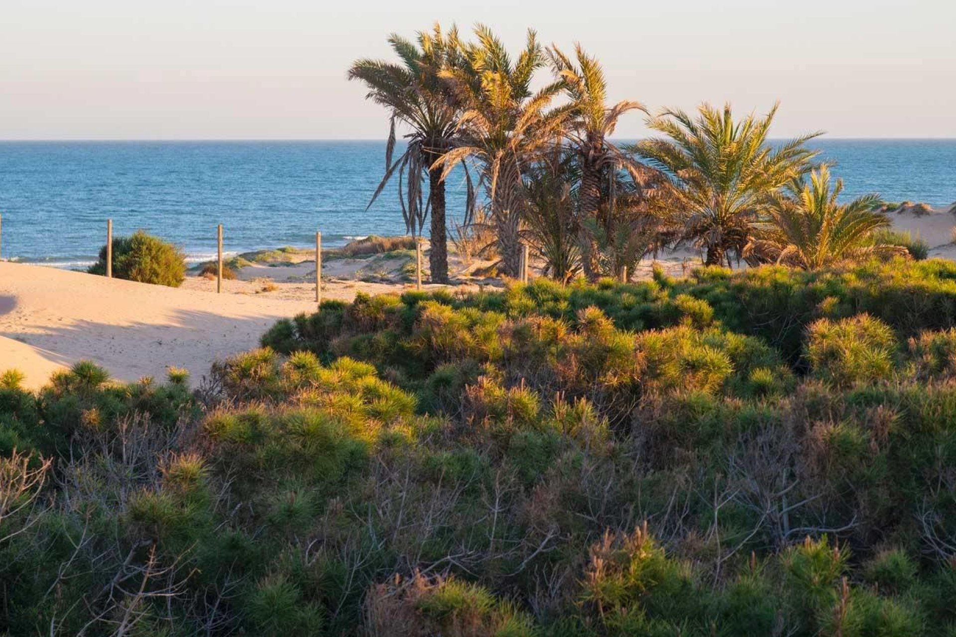 Nouvelle construction - Attique -
Guardamar del Segura - Avda del Puerto