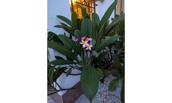 Revente - Town House -
Torrevieja - Carrefour
