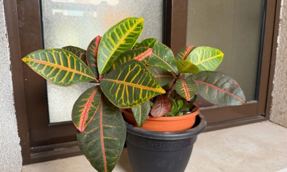 Reventa - Apartment -
Orihuela Costa - Las Ramblas