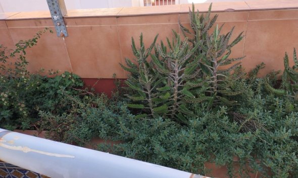 Reventa - Apartment -
Torrevieja - La Mata