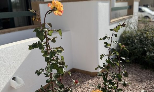 Reventa - Apartment -
Orihuela Costa - Costa Blanca