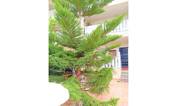 Reventa - Bungalow -
Orihuela Costa - Lomas De Cabo Roig-los Dolses